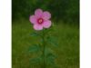 Musk mallow seeds offer antioxidant, digestive, and soothing support, with mild antimicrobial and anti-inflammatory effects when used carefully in traditional preparations.