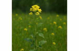 Black mustard supports digestion, stimulates appetite, and offers antimicrobial and warming effects for circulation and traditional topical uses.