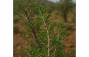 Myrrh supports oral health, minor wound care, and tissue repair with antimicrobial, anti-inflammatory, and antioxidant properties for targeted topical use.