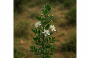 Myrtle supports oral care, mild acne, and localized inflammation with antimicrobial, anti-inflammatory, antioxidant, and astringent effects for safe topical and rinse use.