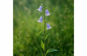 Nan Sha Shen Uses, Active Compounds, Respiratory Benefits, and Safety Guide Nan Sha Shen is a traditional herb used to soothe dry coughs and throat irritation while supporting respiratory health with gentle anti-inflammatory and antioxidant effects.