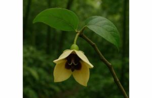 Nang Daeng medicinal properties, health benefits, dosage, uses, and safety facts Nang Daeng is a Southeast Asian medicinal plant studied for antioxidant, anti-inflammatory, and antimicrobial properties, though human use and dosing remain unproven.