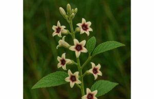 Nannari Root Benefits, Active Ingredients, Uses, and Side Effects Nannari root supports cooling, digestive comfort, urinary wellness, and antioxidant balance, combining traditional use with early scientific research.