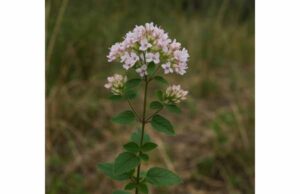 Neapolitan Marjoram benefits, medicinal properties, key compounds, uses, and side effects Neapolitan marjoram benefits, uses, and safety: supports digestion, offers antioxidant and mild antimicrobial effects, plus calming aromatic support.