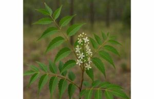 Neem Medicinal Properties, Skin and Oral Uses, and Safety Tips Learn neem’s medicinal properties, skin and oral uses, dosing basics, and key safety tips for leaf, bark, twigs, and seed oil.