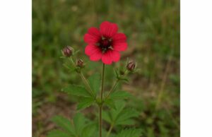 Nepal Cinquefoil (Potentilla nepalensis) Benefits, Active Compounds, Traditional Uses, and Safety Nepal cinquefoil is a tannin-rich traditional herb with antioxidant, digestive, and skin-supportive uses, but limited clinical evidence.