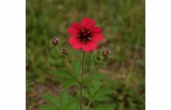 Nepal cinquefoil is a tannin-rich traditional herb with antioxidant, digestive, and skin-supportive uses, but limited clinical evidence.