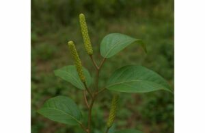 Nepal Pepper Benefits for Digestion, Traditional Uses, Dosage, and Safety Nepal pepper is a traditional Himalayan spice-herb used for digestive warmth and cough support, with cautious food-level dosing and key safety tips.