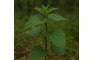 Nettle Uses for Urinary Support, Joint Comfort, and Safety Learn how nettle leaf and root support urinary health, joint comfort, and prostate symptoms, plus dosing basics and key safety tips.