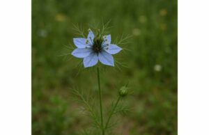 Nigella for Blood Sugar, Cholesterol, Inflammation, and Safe Use Nigella may support blood sugar, cholesterol, and inflammation when used thoughtfully, with best results as an adjunct rather than a cure.