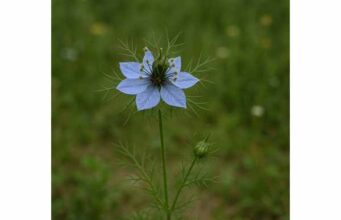 Nigella for Blood Sugar, Cholesterol, Inflammation, and Safe Use Nigella may support blood sugar, cholesterol, and inflammation when used thoughtfully, with best results as an adjunct rather than a cure.