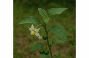 Nightshade (Solanum nigrum) benefits, key ingredients, medicinal properties, uses, and side effects Solanum nigrum shows anti-inflammatory and liver-support potential in research, but toxic risks and misidentification make unsupervised use unsafe.