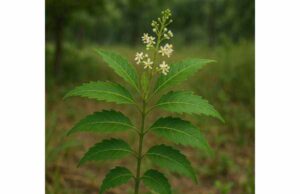 Nimtree Medicinal Properties, Key Ingredients, Uses, and Precautions Nimtree can mean neem or Melaleuca quinquenervia; this guide explains their key uses, skin and oral benefits, and important safety differences.