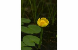 Nuphar is a traditional aquatic herb with astringent and anti-inflammatory potential, but modern evidence is mostly preclinical and safety requires caution.