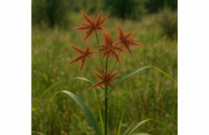 Nutgrass Medicinal Properties, Digestive and Menstrual Uses, and Safety Learn how nutgrass may support digestion, menstrual comfort, and inflammation, plus key compounds, dosage context, and important safety cautions.