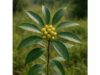 Nutmeg Laurel Benefits, Traditional Uses, Medicinal Properties, and Safety Facts Explore Nutmeg Laurel’s traditional uses, edible fruit value, and likely antioxidant benefits, plus why medicinal dosing remains unclear.