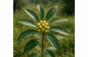 Nutmeg Laurel Benefits, Traditional Uses, Medicinal Properties, and Safety Facts Explore Nutmeg Laurel’s traditional uses, edible fruit value, and likely antioxidant benefits, plus why medicinal dosing remains unclear.