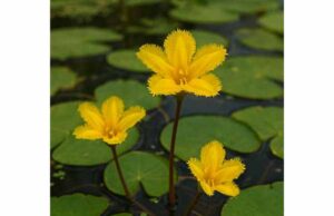 Nymphoides Uses, Health Effects, Active Constituents, and Safe Practice Explore Nymphoides traditional urinary uses, active compounds, and promising skin-support, antioxidant, and anti-inflammatory research.