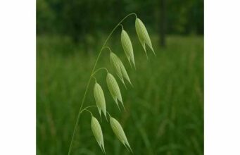Oat Straw for Stress Relief, Sleep Support, Cognitive Function, Dosage, and Safety Oat straw gently supports the nervous system, eases mild stress, promotes restful sleep, and may enhance focus with green oat extracts.