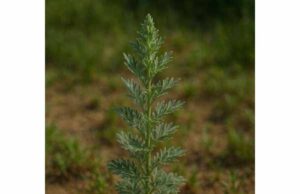 Olympic Mountain Wormwood (Artemisia suksdorfii) Benefits, Traditional Uses, Active Compounds, and Safety Guide Learn Olympic Mountain Wormwood benefits, traditional uses, active compounds, and safety, with a balanced look at digestive and topical support.