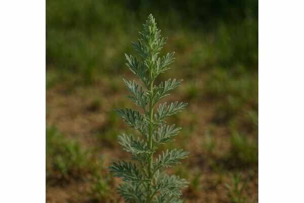 Learn Olympic Mountain Wormwood benefits, traditional uses, active compounds, and safety, with a balanced look at digestive and topical support.