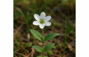 One-Blade Benefits for Energy, Appetite, Recovery, and Safe Use Discover One-Blade benefits for energy, appetite, recovery, immune balance, and gut support, plus traditional uses, dosage guidance, and safety tips.