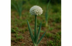 Onion Medicinal Properties, Heart and Gut Benefits, and Safety Facts Learn onion medicinal properties, heart and gut benefits, and safety facts, including how Allium cepa may support cholesterol, blood pressure, and digestion.