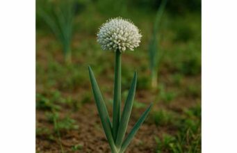 Onion Medicinal Properties, Heart and Gut Benefits, and Safety Facts Learn onion medicinal properties, heart and gut benefits, and safety facts, including how Allium cepa may support cholesterol, blood pressure, and digestion.