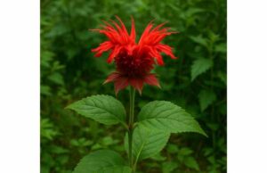 Explore Orange Bergamot benefits, uses, and safety. Learn how Monarda didyma may support digestion, respiratory comfort, and antioxidant defense.