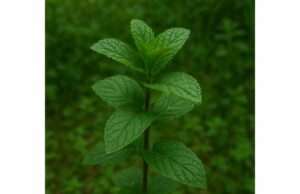Orange Mint (Mentha × citrata, Mentha × piperita var. citrata) Key Compounds, Calming Benefits, and Practical Uses Discover Orange Mint benefits, key compounds, and uses for gentle digestion, relaxation, and aromatic support, plus practical safety tips.