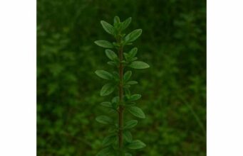 Discover orange thyme benefits for digestion, skin support, aroma, and safe use, with a practical look at key compounds, uses, and precautions.