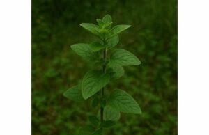 Oregano (Origanum vulgare) Health Benefits, Tea and Oil Uses, Dosage, and Risks Learn oregano benefits, tea and oil uses, dosage, and risks, including how Origanum vulgare may support digestion, respiratory comfort, and wellness.