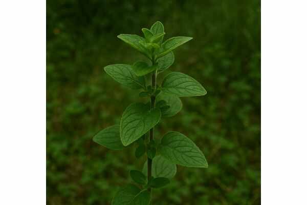 Oregano (Origanum vulgare) Health Benefits, Tea and Oil Uses, Dosage, and Risks Learn oregano benefits, tea and oil uses, dosage, and risks, including how Origanum vulgare may support digestion, respiratory comfort, and wellness.