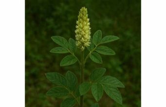 Explore Oriental licorice benefits for cough, sore throat, digestion, and inflammation, plus dosage guidance, safety risks, and who should avoid it.