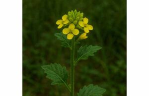 Oriental Mustard Benefits for Digestion, Antioxidant Support, Medicinal Uses, and Risks Discover oriental mustard benefits for digestion, antioxidant support, and everyday wellness, plus practical uses, intake tips, and key safety risks.