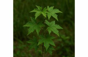 Oriental Sweetgum (Liquidambar orientalis): Benefits for Skin, Key Ingredients, Uses, and Side Effects Learn Oriental sweetgum benefits for skin support, wound care, and safe use, plus key compounds, topical applications, and important side effects.