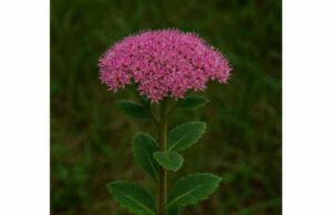 Orpine Medicinal Properties, Skin Uses, Dosage, and Safety Explore Orpine medicinal properties, skin uses, dosage, and safety, with a careful look at wound support, soothing effects, and topical use.