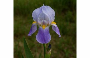 Orris Root Uses for Skin, Fragrance, Digestion, and Careful Herbal Support Discover orris root uses for skin, fragrance, digestion, and throat support, plus key compounds, dosage cautions, and safe ways to use aged rhizome.