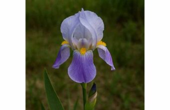 Orris Root Uses for Skin, Fragrance, Digestion, and Careful Herbal Support Discover orris root uses for skin, fragrance, digestion, and throat support, plus key compounds, dosage cautions, and safe ways to use aged rhizome.