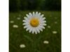 Explore ox-eye daisy benefits, folk uses for cough and minor wounds, key compounds, and practical safety advice for careful herbal use.