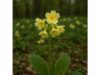 Learn how oxlip is traditionally used for coughs, phlegm, and colds, with expectorant benefits, dosage guidance, and key safety cautions.