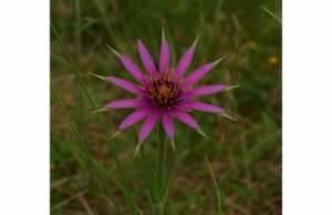 Oyster Plant Root Benefits, Inulin Content, Dosage, and Safety Discover oyster plant root benefits, inulin-rich fiber, digestive support, serving size, and safety tips for using salsify as a functional food.