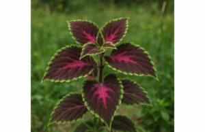 Painted Nettle Medicinal Uses, Active Compounds, Dosage, and Side Effects Explore painted nettle uses, active compounds, dosage, and side effects for skin, digestion, cough, and minor inflammation support.