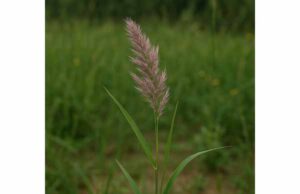 Palmarosa Health Benefits, Skin Uses, Active Ingredients, and Safety Guide Discover palmarosa benefits for skin, scalp, and aromatherapy, plus key active compounds, safe dilution tips, and possible side effects.