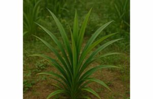 Pandan Active Ingredients, Herbal Uses, Research, and Safety Learn pandan benefits, active compounds, tea uses, and safety, including promising support for blood sugar, metabolism, antioxidants, and more.