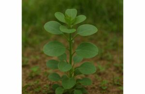 Papalo Uses, Nutrition, Medicinal Properties, and Safety Explained Explore papalo uses, nutrition, and safety, including its bold culinary flavor, antioxidant potential, digestive benefits, and emerging health research.