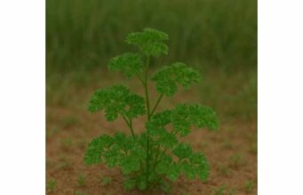 Learn how parsley supports digestion, urinary health, antioxidant intake, and everyday nutrition, plus safe ways to use it in food or tea.