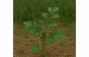 Parsnip Uses, Health Benefits, Key Compounds, and Safety Facts Learn parsnip benefits for digestion, antioxidants, and heart-friendly nutrition, plus key compounds, food uses, and important safety facts.