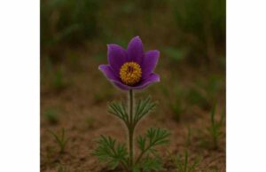 Learn pasque flower benefits for tension, pain, and menstrual discomfort, plus traditional uses, dosage ranges, toxicity risks, and safe use.
