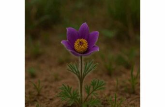 Learn pasque flower benefits for tension, pain, and menstrual discomfort, plus traditional uses, dosage ranges, toxicity risks, and safe use.
